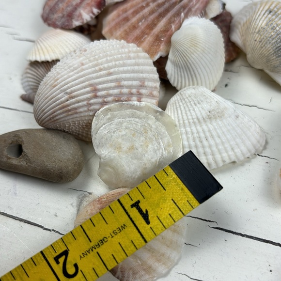 shells - Picture 11 of 15